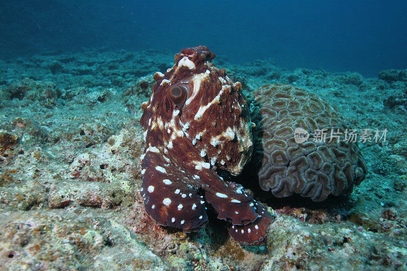 章鱼和珊瑚