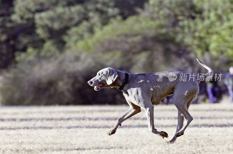 魏玛猎狗猎犬短跑