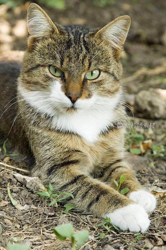 野猫