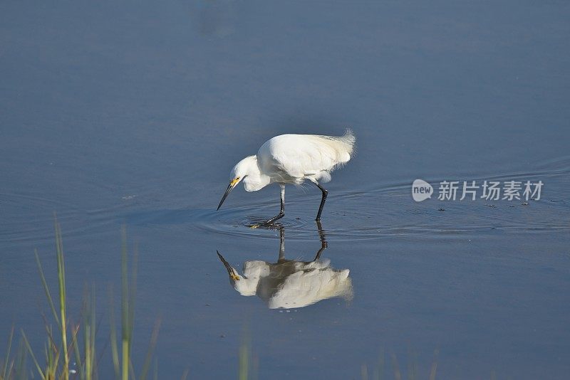 白鹭在清塘围捕