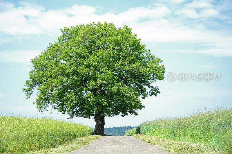 在油菜籽田之间的农场道路上有一棵孤零零的老橡树