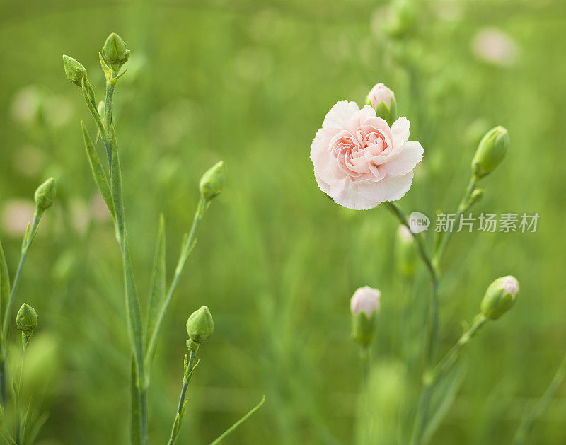 花坛上粉红色的康乃馨