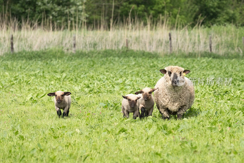 绵羊和小羊羔在田野里