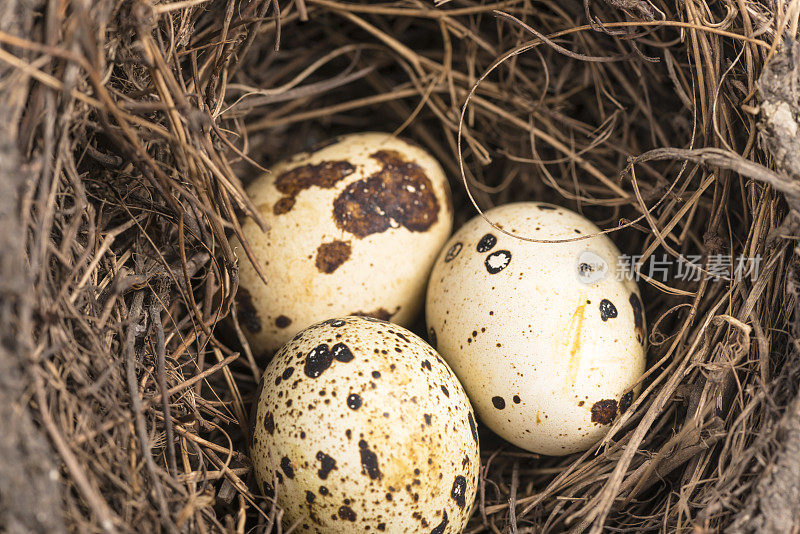 鹌鹑蛋在巢里