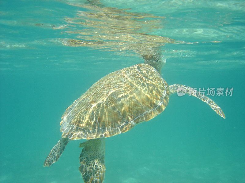 海龟浮出水面