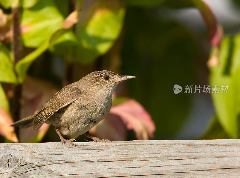 房子雷恩