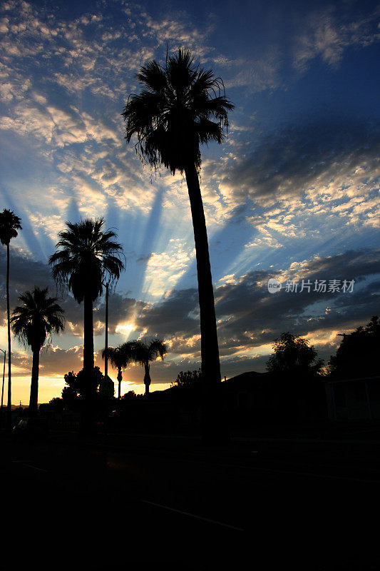 典型的洛杉矶日落和棕榈树