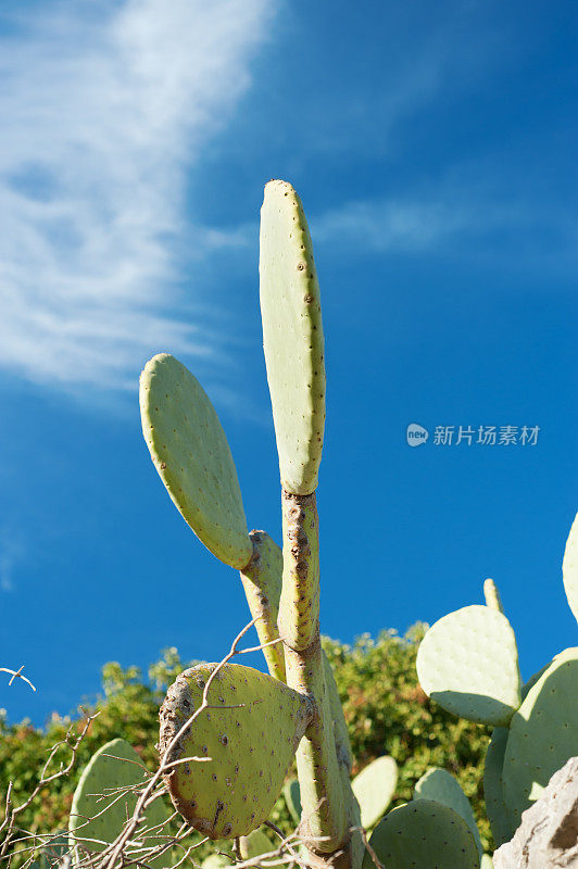 无花果无花果