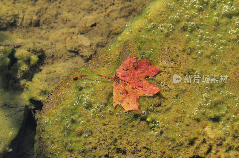 红枫叶浮溪水面