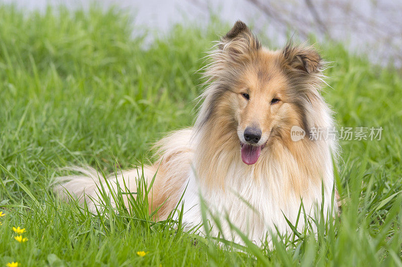 草地上的牧羊犬