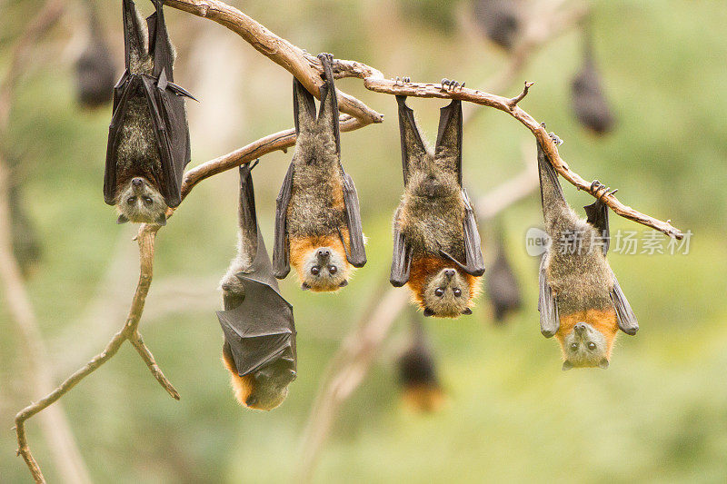 一群挂在树上的蝙蝠