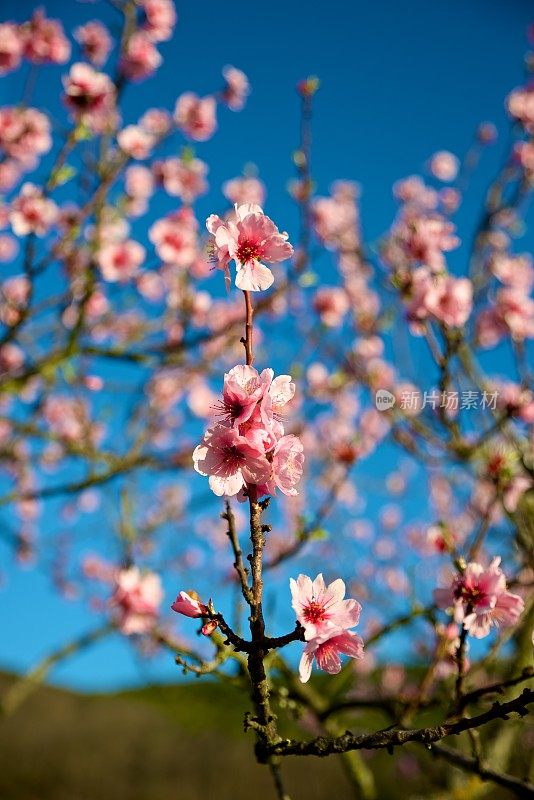 春天的杏花