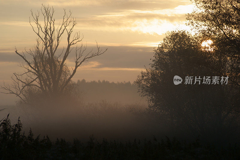 背光树在晨雾在草地在日出