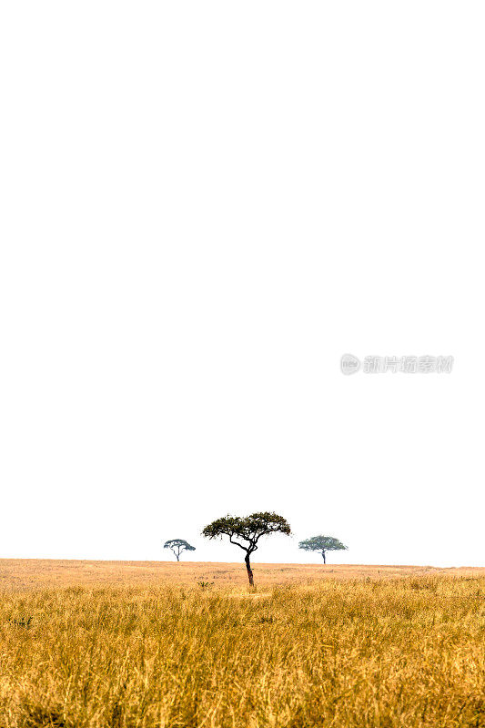 萨凡纳的非洲金合欢树