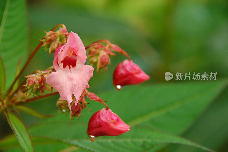 观赏宝石草植物的微距图片