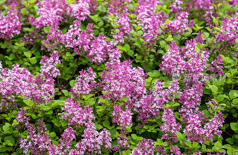 特写的紫丁香花在布什