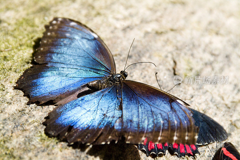 蓝色大闪蝶在岩石表面休息