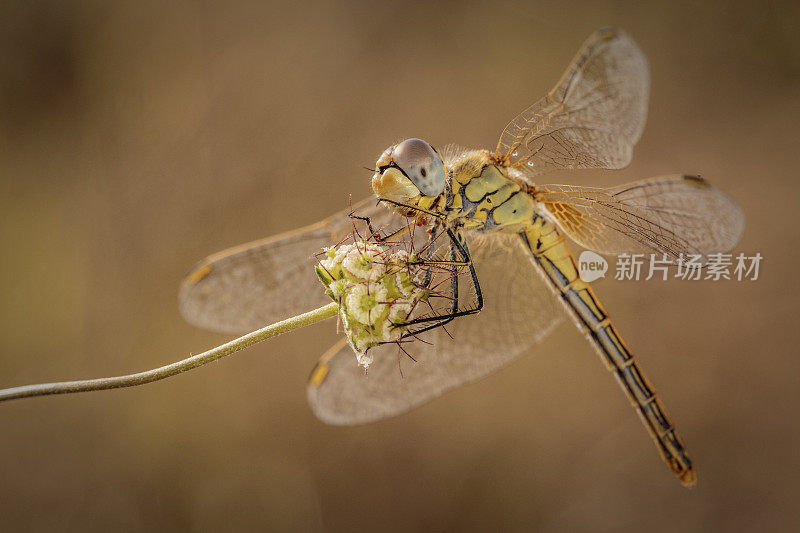 一朵花中的蜻蜓