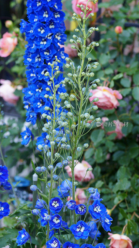 蓝色飞燕草花和玫瑰