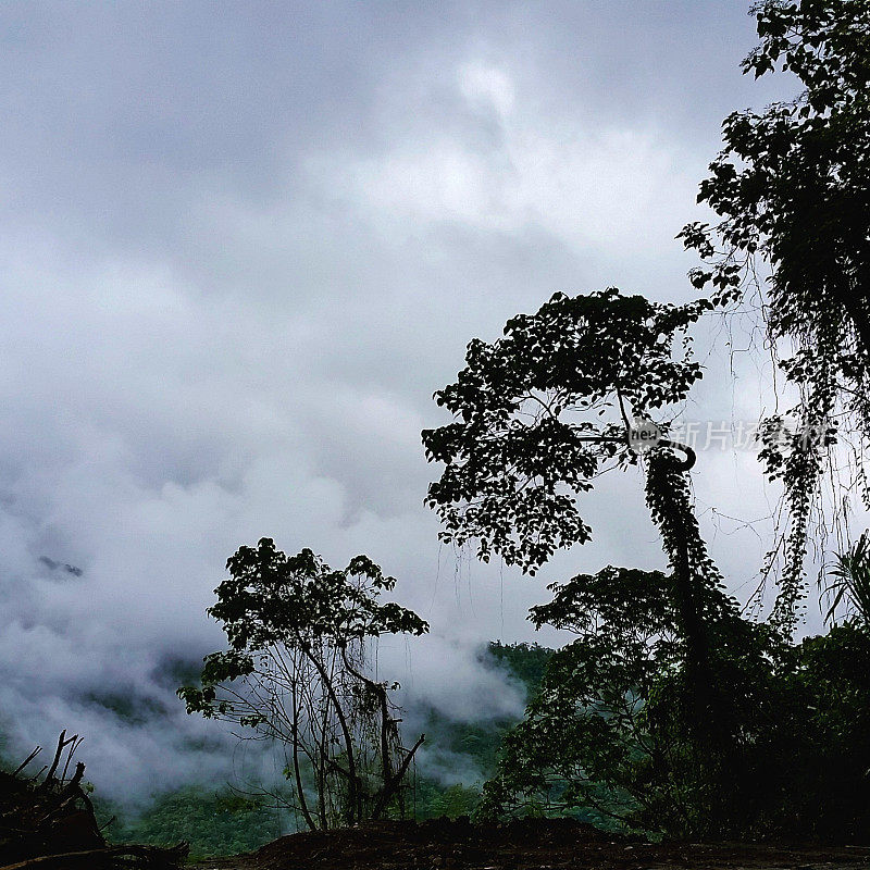哥斯达黎加热带雨林布劳里奥卡里略国家公园的雨中树木