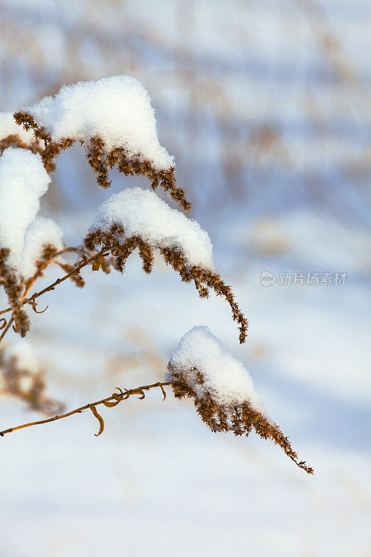 暴风雪过后，小杂草被厚厚的蓬松的雪覆盖