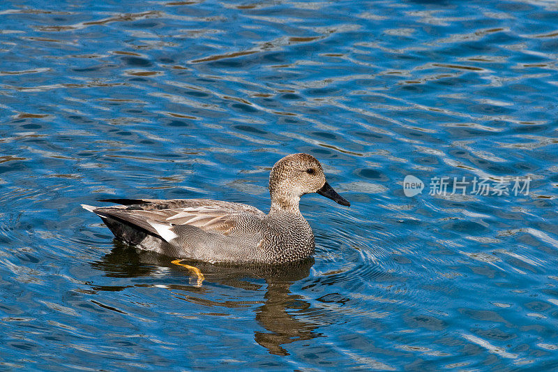 在池塘里游泳的Gadwall