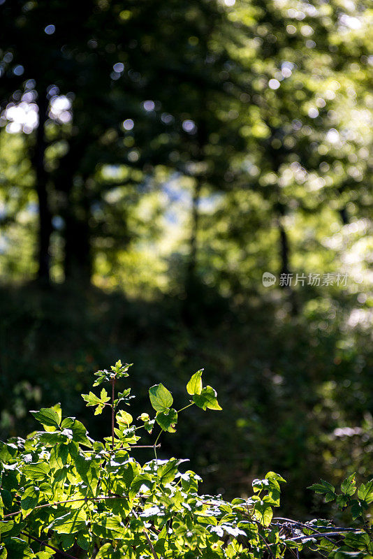 森林风景