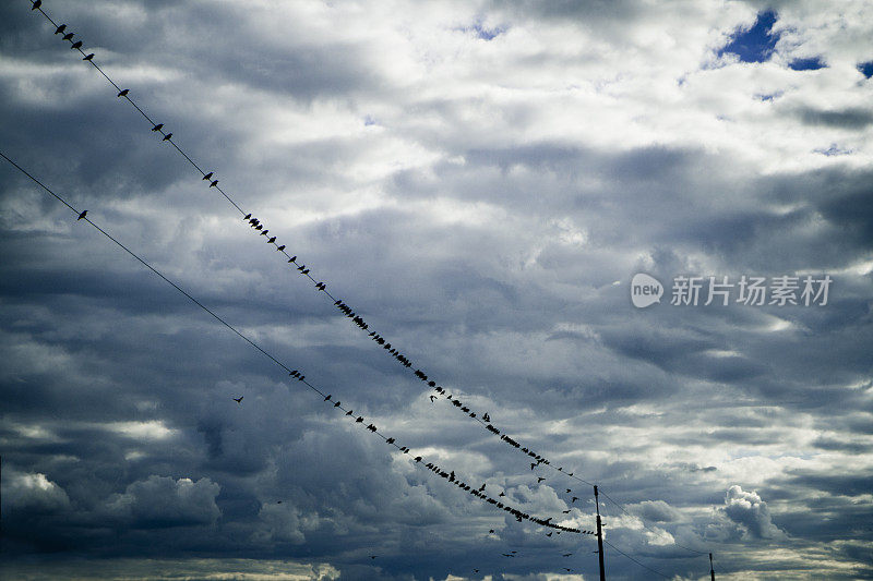 电线上的椋鸟-多云的秋天天空