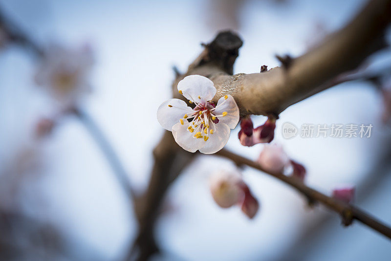 樱花樱花