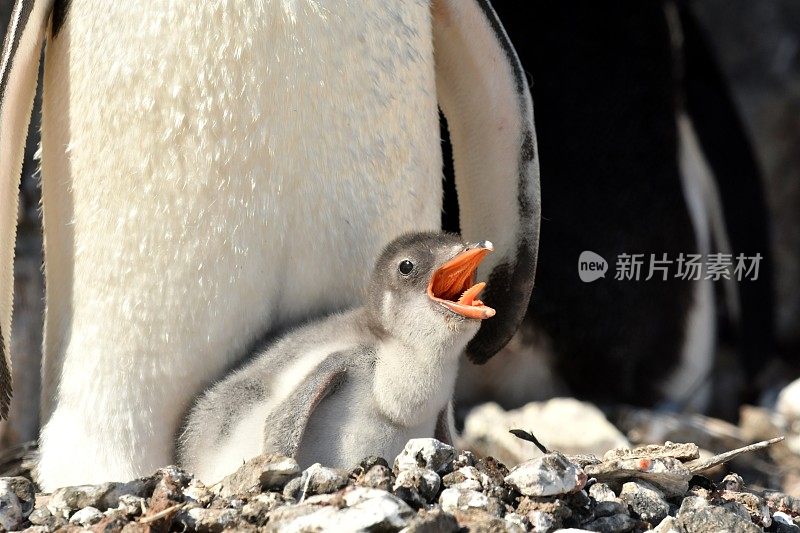 巴布亚企鹅