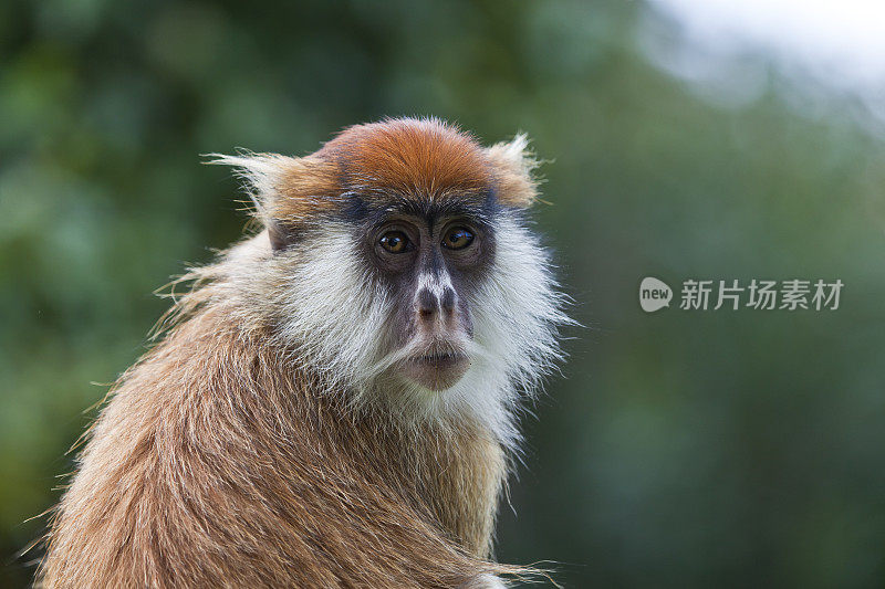 近距离观看镜头肯尼亚的Patas猴子