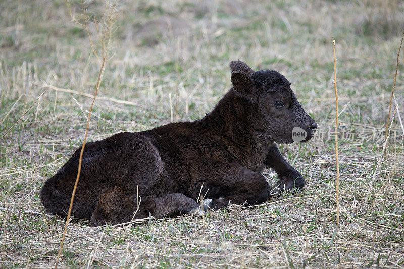 黑色安格斯牛犊在田野休息。