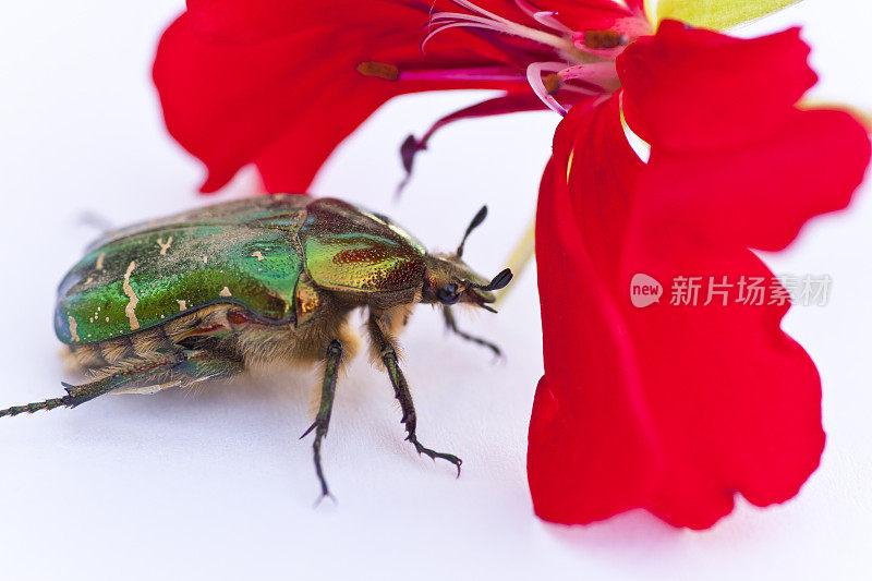 芙蓉花上的金地甲虫