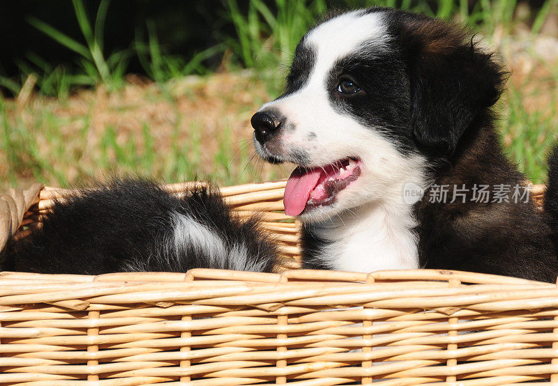 可爱的边境牧羊犬幼犬