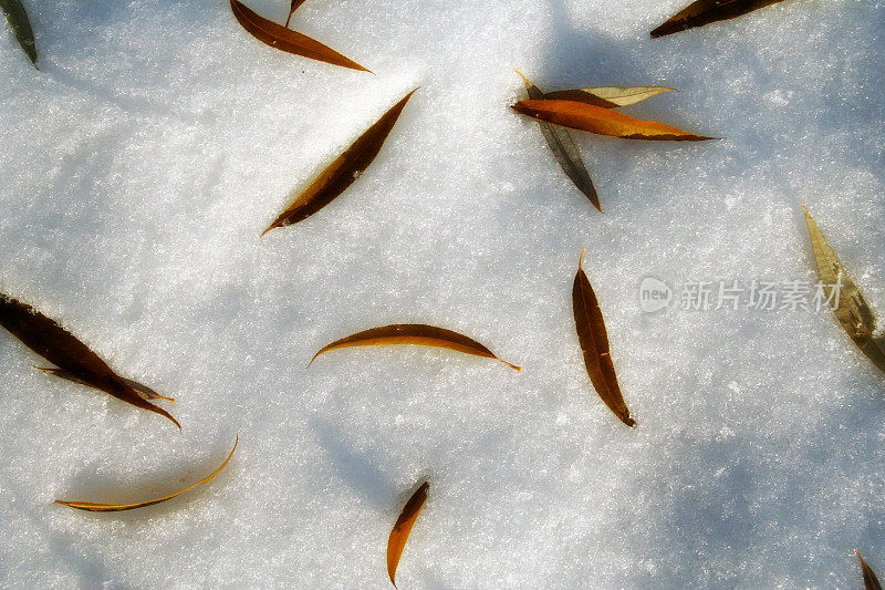 柳叶上的雪，梦幻的焦点