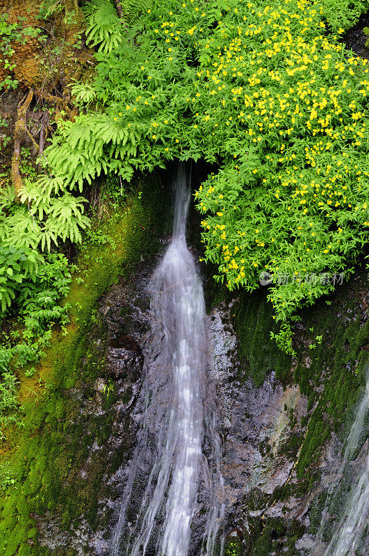 绿色植物和瀑布。