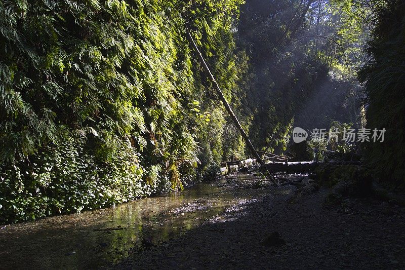 蕨类植物峡谷的早晨