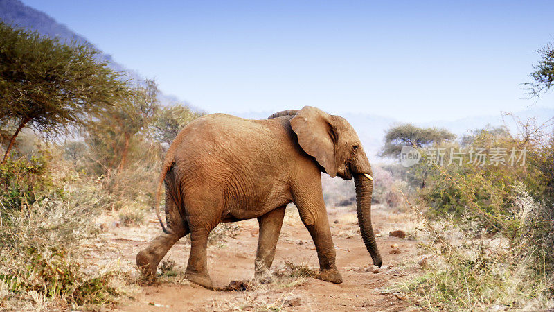 南非马迪克威野生动物保护区，非洲大象穿过沙质公路