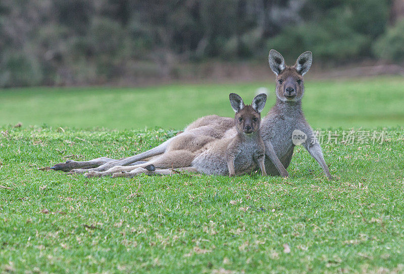袋鼠妈妈和小袋鼠，沃波尔，西澳大利亚，
