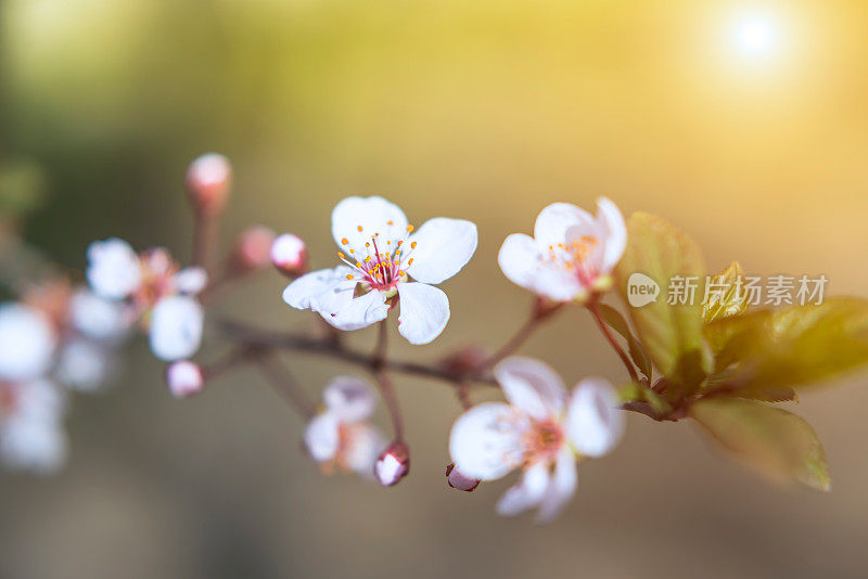 樱花樱花