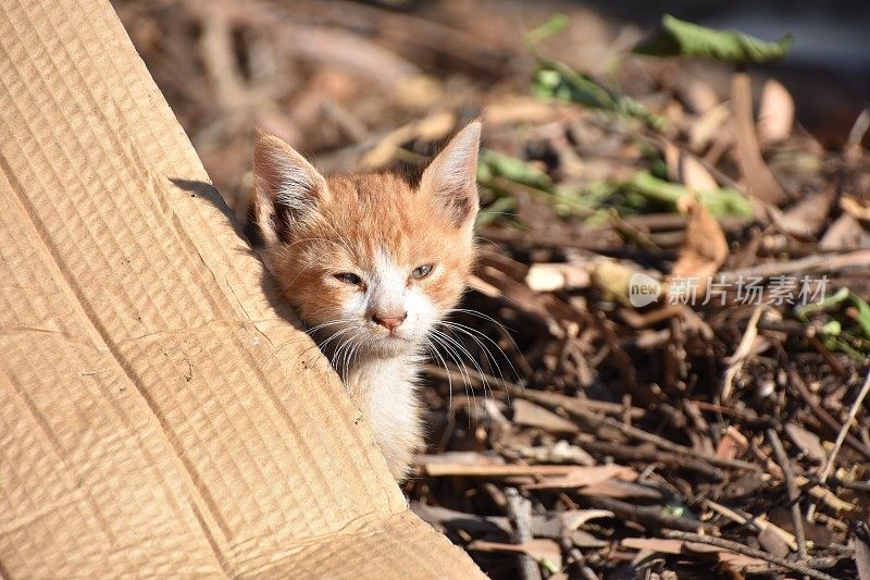 可怜的姜猫幼崽