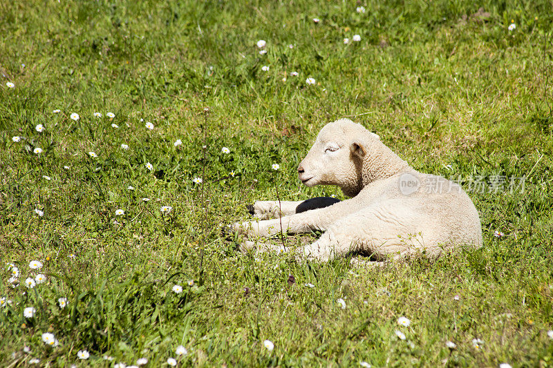 新生的小羊羔在绿色的草地上休息。
