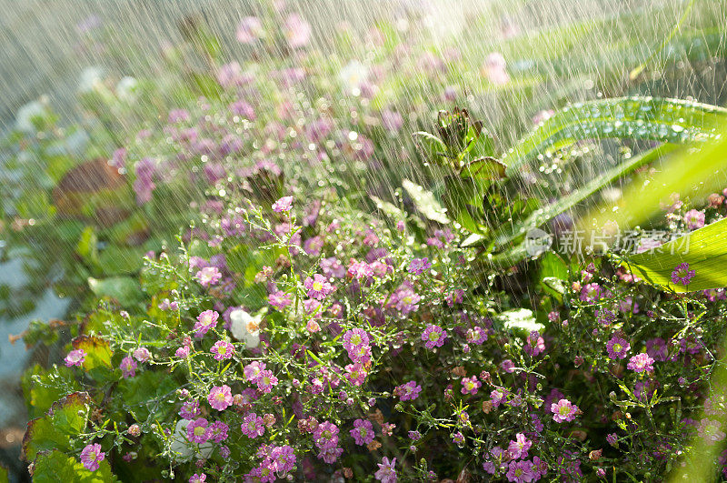 阳光雨