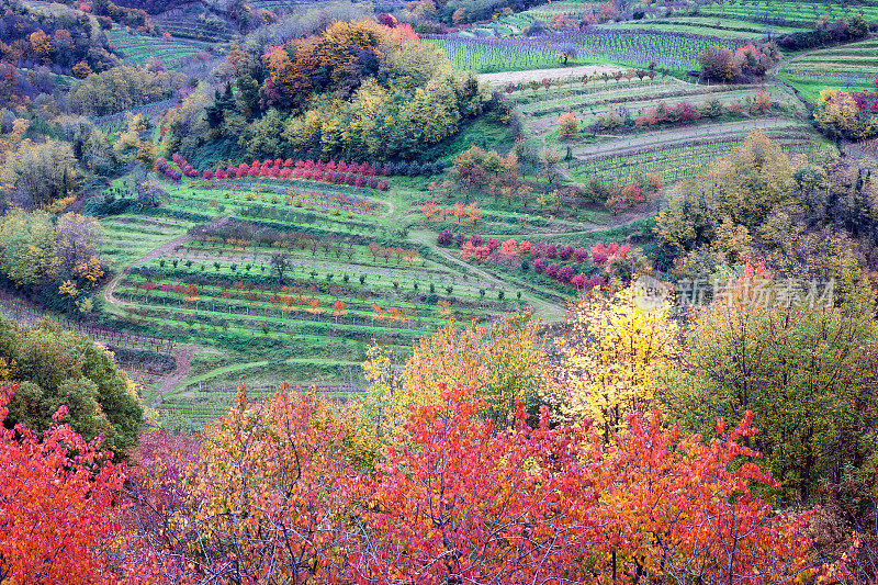 红黄葡萄叶，樱桃树，葡萄园在斯洛文尼亚，欧洲