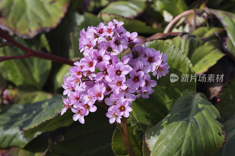 猪呱呱粉红色的花园花石蒜虎耳草