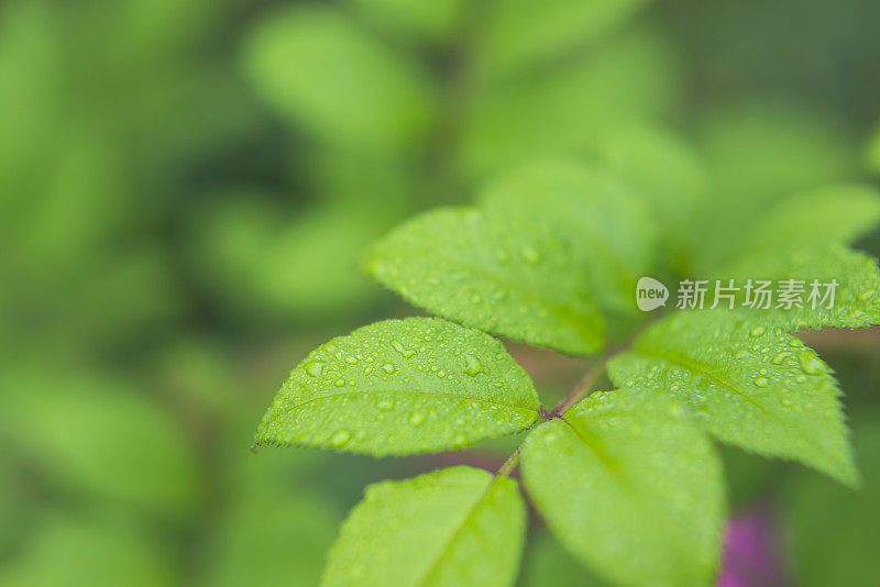 带雨滴的叶子