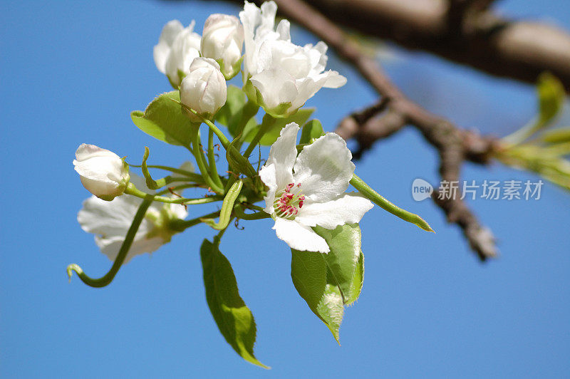 苹果开花