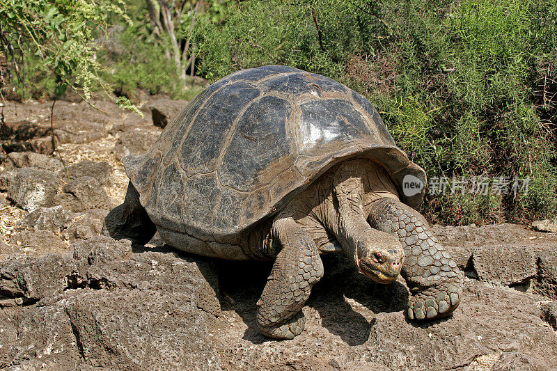 加拉帕戈斯象龟在大岩石上缓慢行走