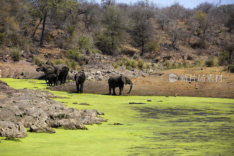 南非克鲁格国家公园斯文尼河上的大象