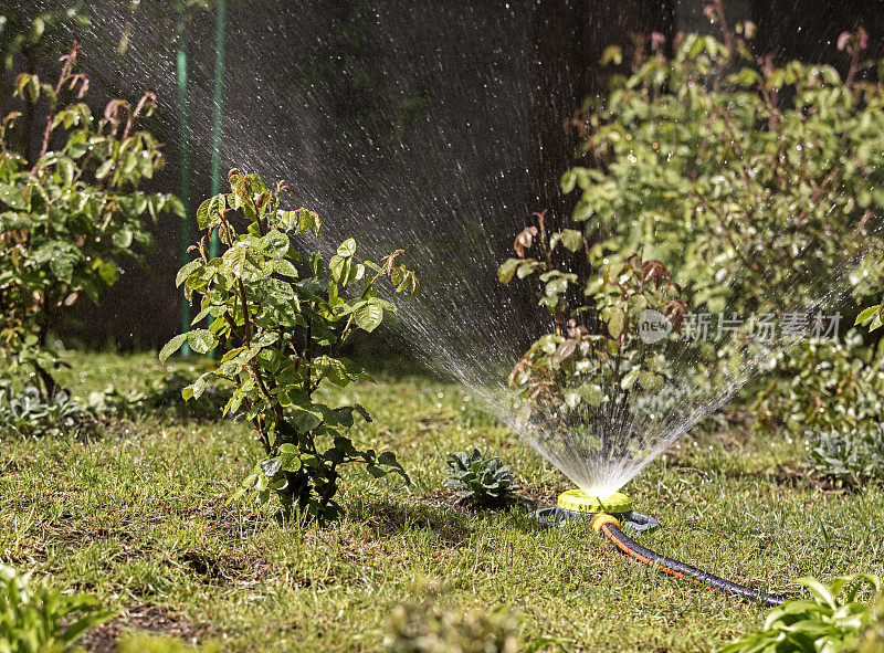 花园里的一个便携式洒水车用来浇灌草坪和灌木